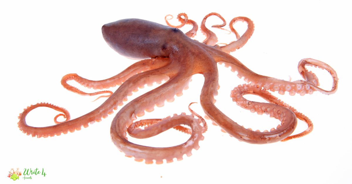 Cephalopods 