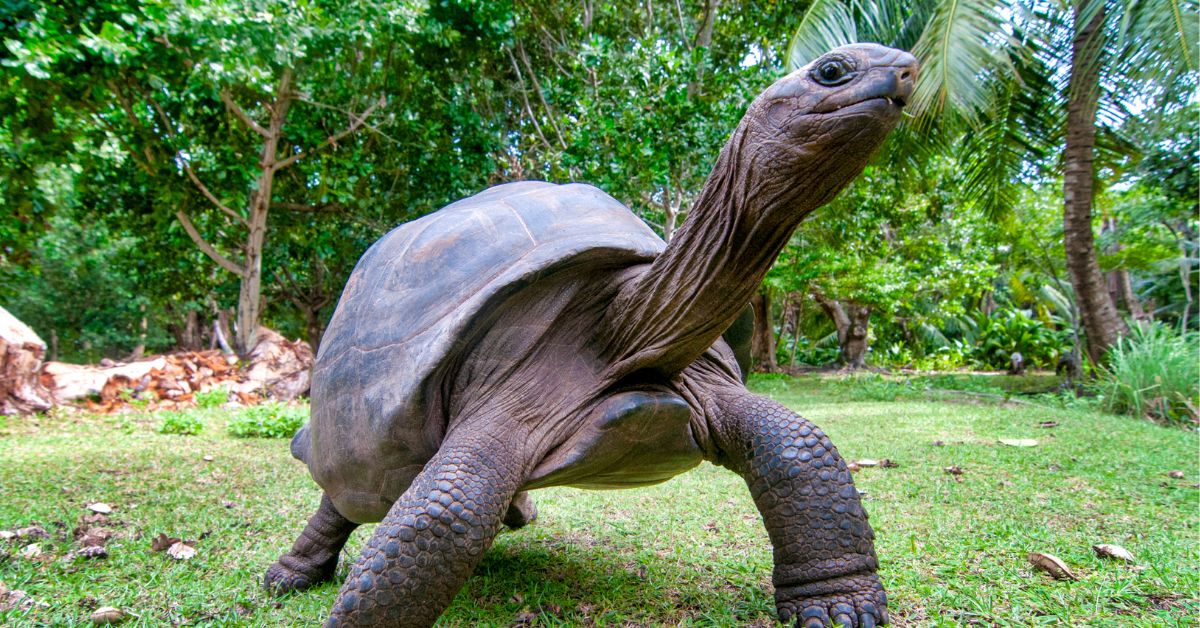 Aldabra Giant Tortoise 