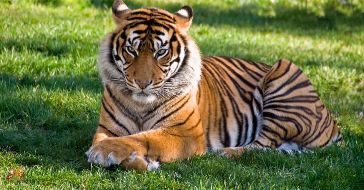 Tiger with Down Syndrome