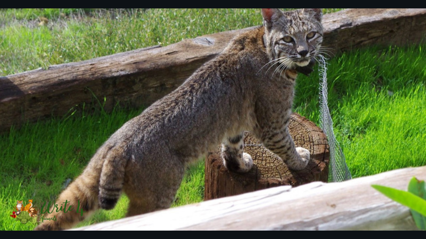 What Does A Bobcat Sound Like