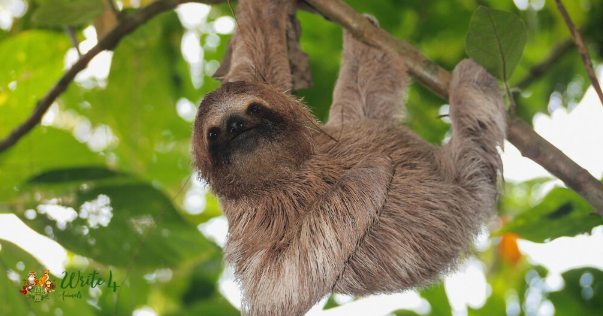 Sloth 