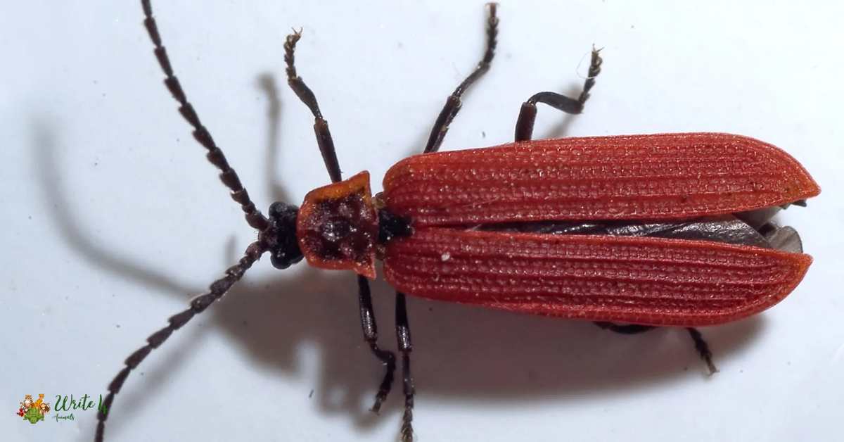 Red Net-Winged Beetle