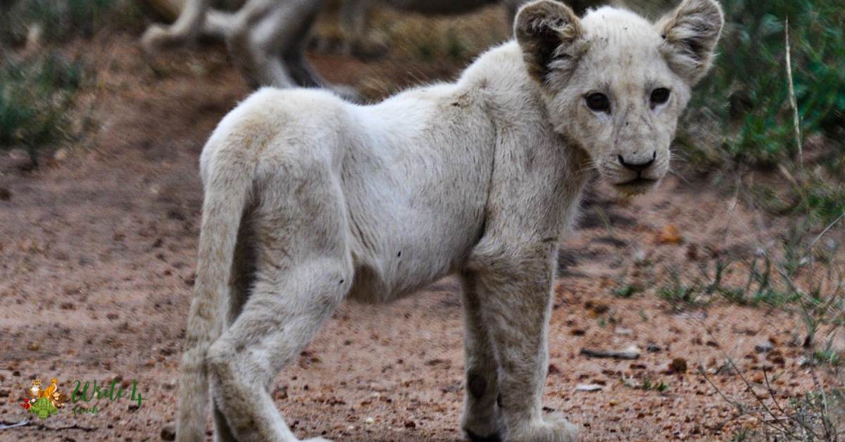 Albinism in White Lions