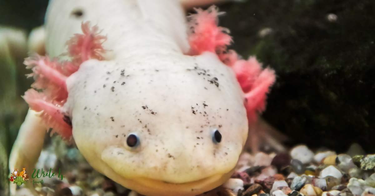 Axolotl Ambystoma mexicanum