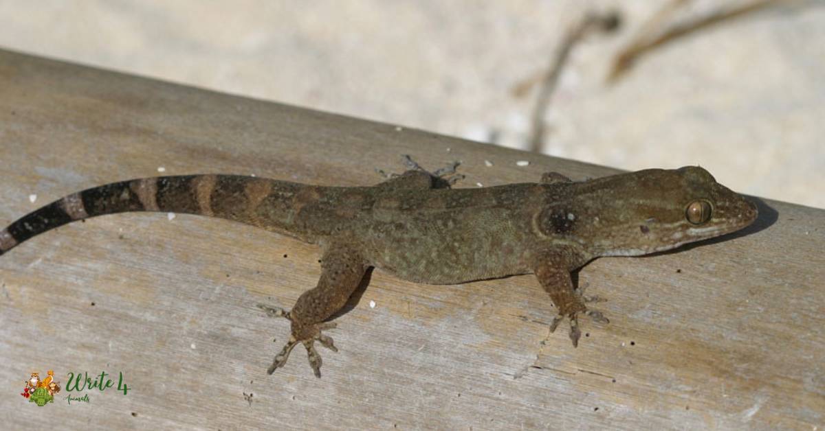 Cuban Croaking Gecko