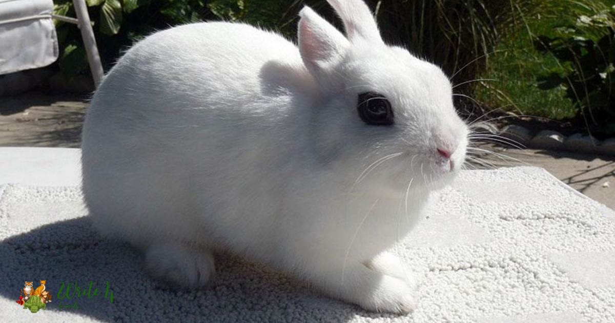 Dwarf hotot rabbit