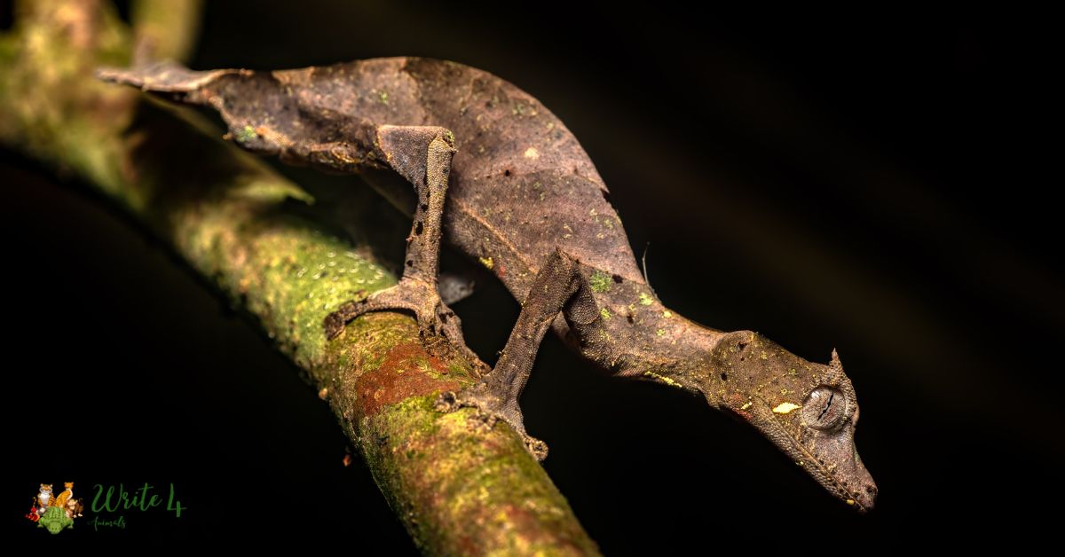 Leaf tail geckos