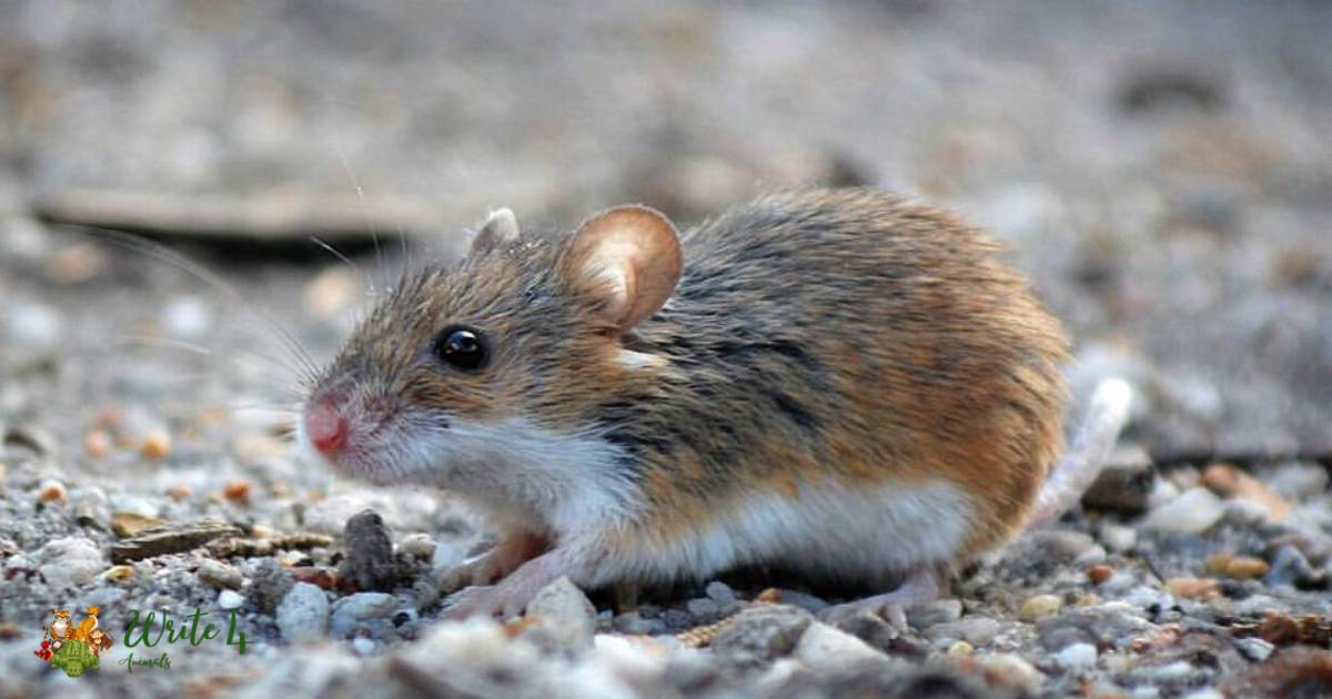 Pygmy mouse