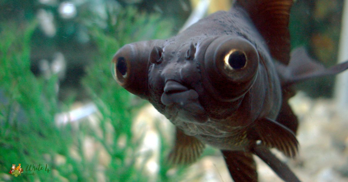 black fish with big eyes