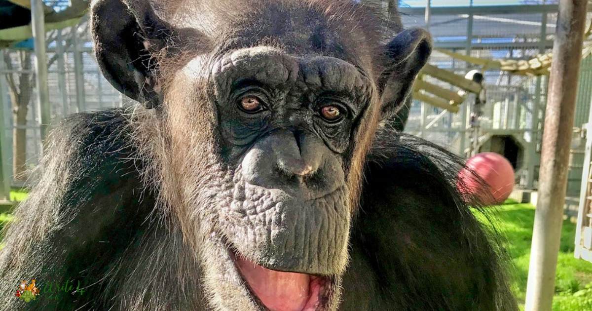 monkey with down syndrome