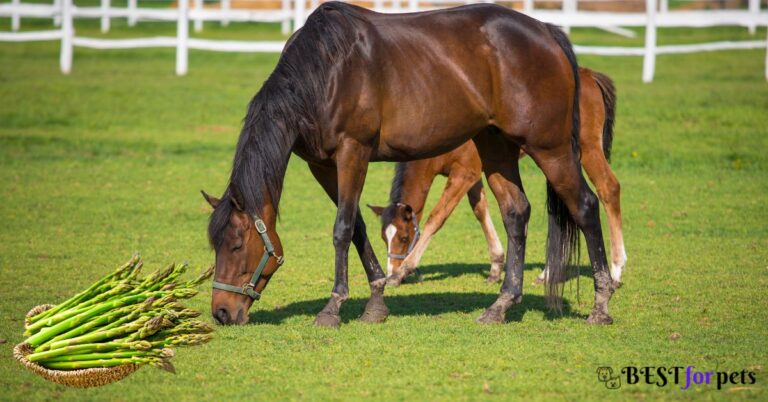 Can Horses Eat Asparagus