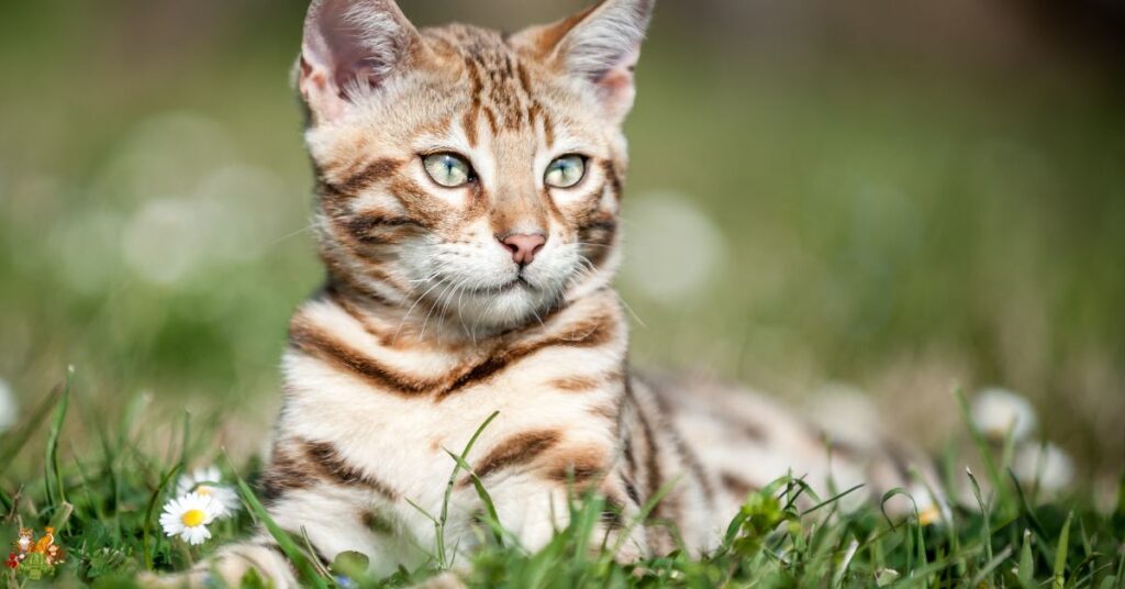 12 Biggest Cat Breeds in the World | largest cat breed