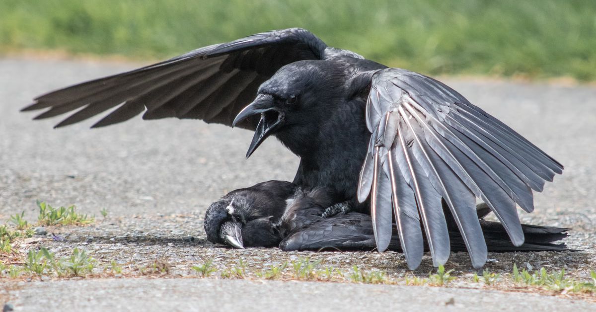 Bottlenose Crows 
