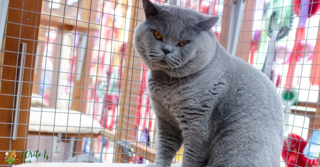 12 Biggest Cat Breeds in the World | largest cat breed