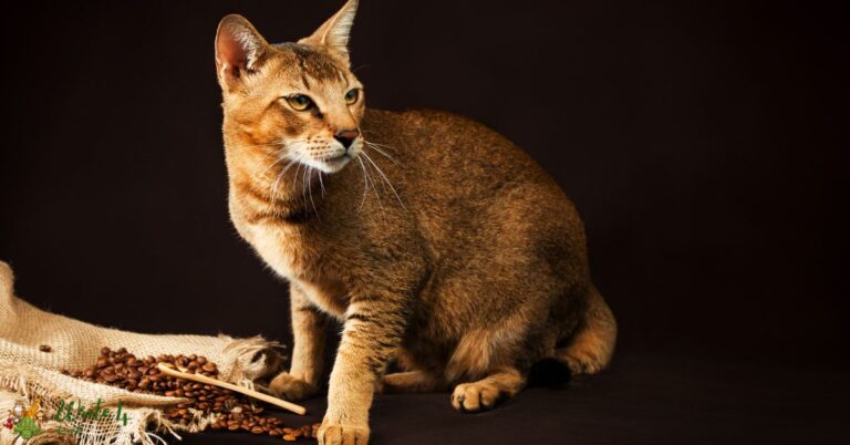 12 Biggest Cat Breeds in the World | largest cat breed