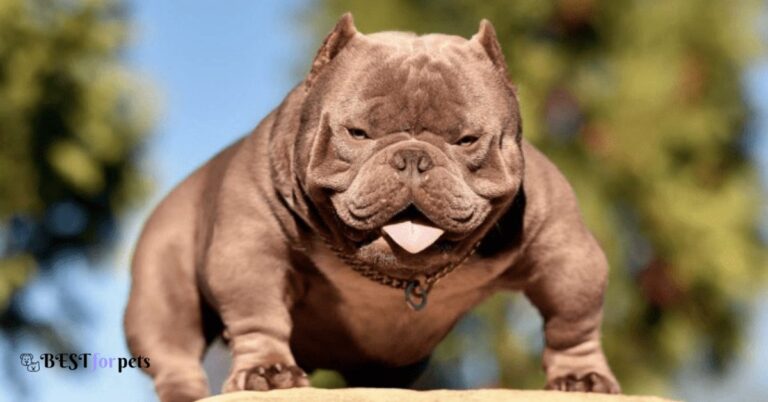 Exotic Bully price