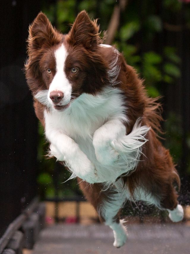 Fastest Dog Breeds in the World