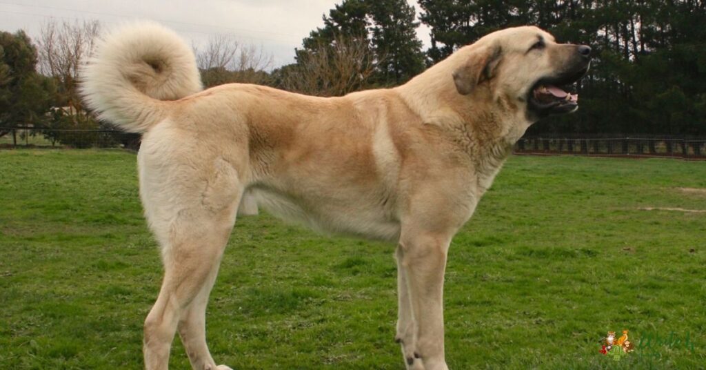 Kangal Dog Price, Characteristics, and More 2023