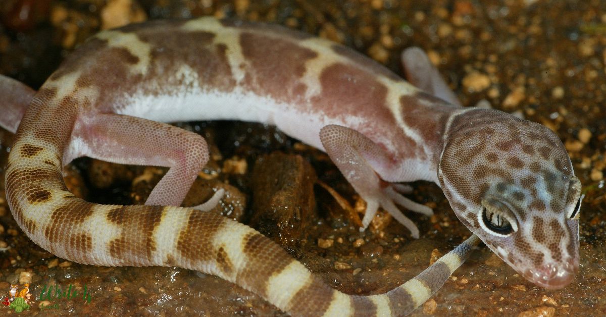 Mexican Banded Gecko