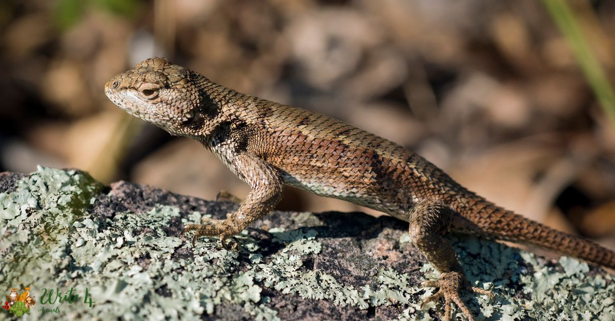 Mexican Fence Lizard