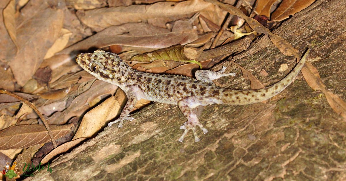 Mexican Leaf-toed Gecko