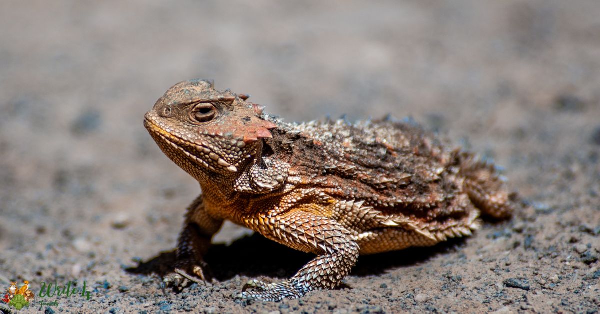 Mexican Plateau Horned Lizard
