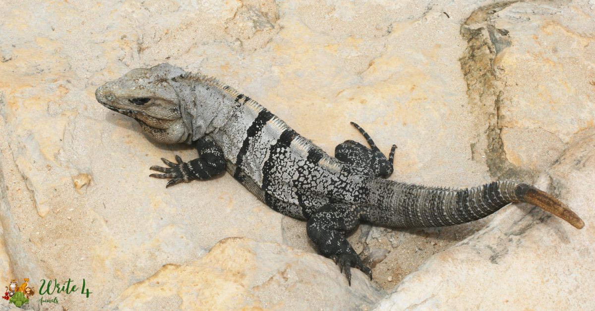Mexican Spiny Lizard