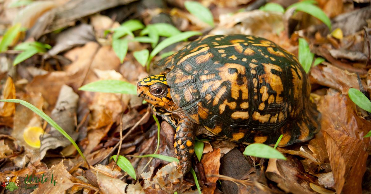 Mexican Spotted Box Turtle