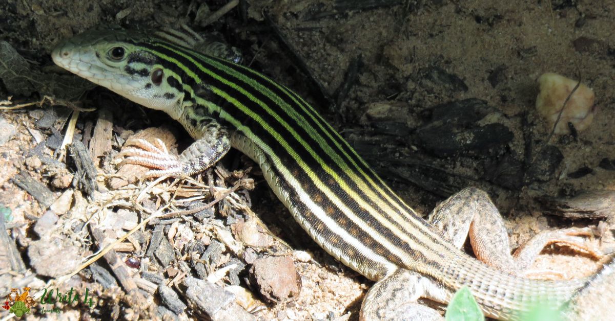 Mexican Spotted Whiptail