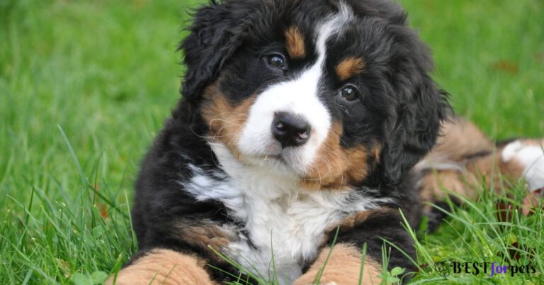 Mini Bernese Mountain Dog