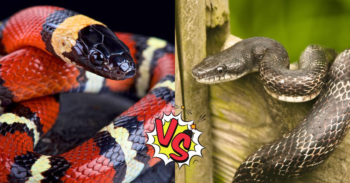 Rat snake vs King snake