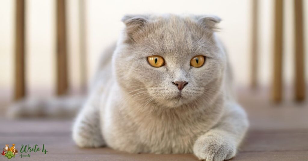12 Biggest Cat Breeds in the World | largest cat breed