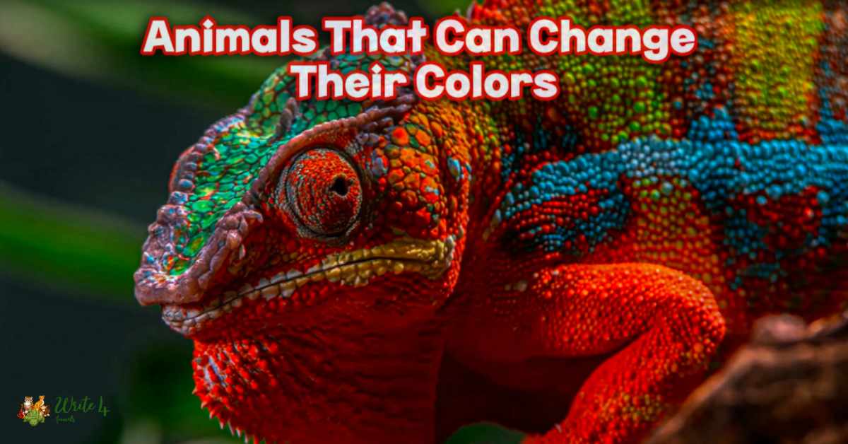 Animals That Can Change Their Colors