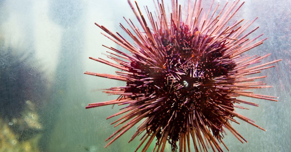 Red Sea Urchin 
