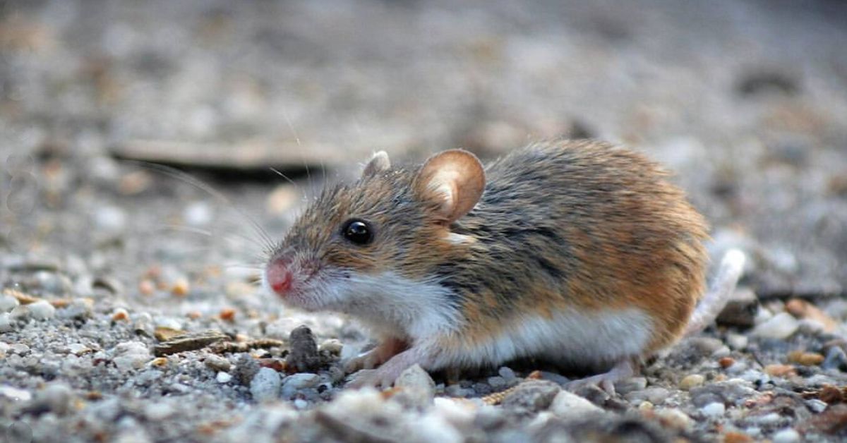 Miniature Mice 