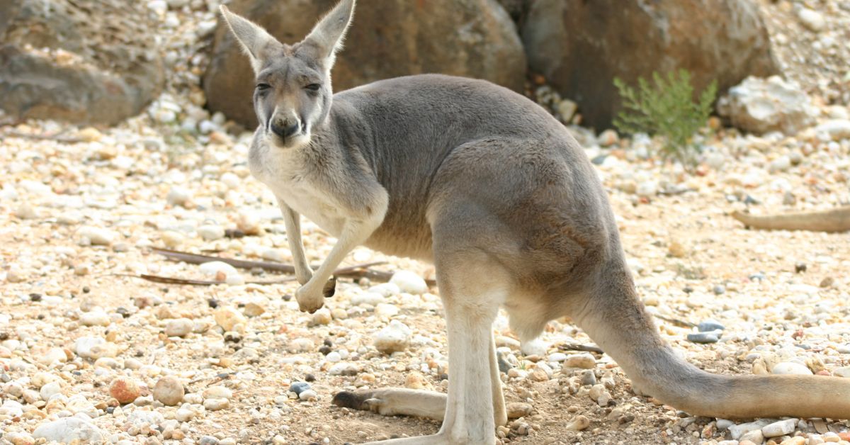 Eastern Grey Kangaroo 