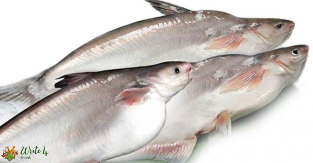 why-is-basa-fish-banned-basa-fish