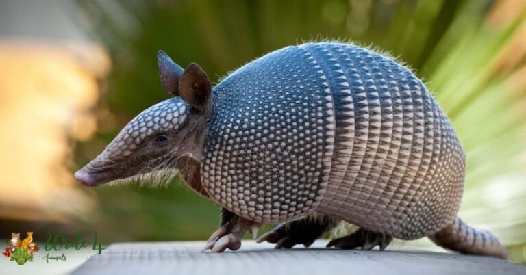 armadillo poop images