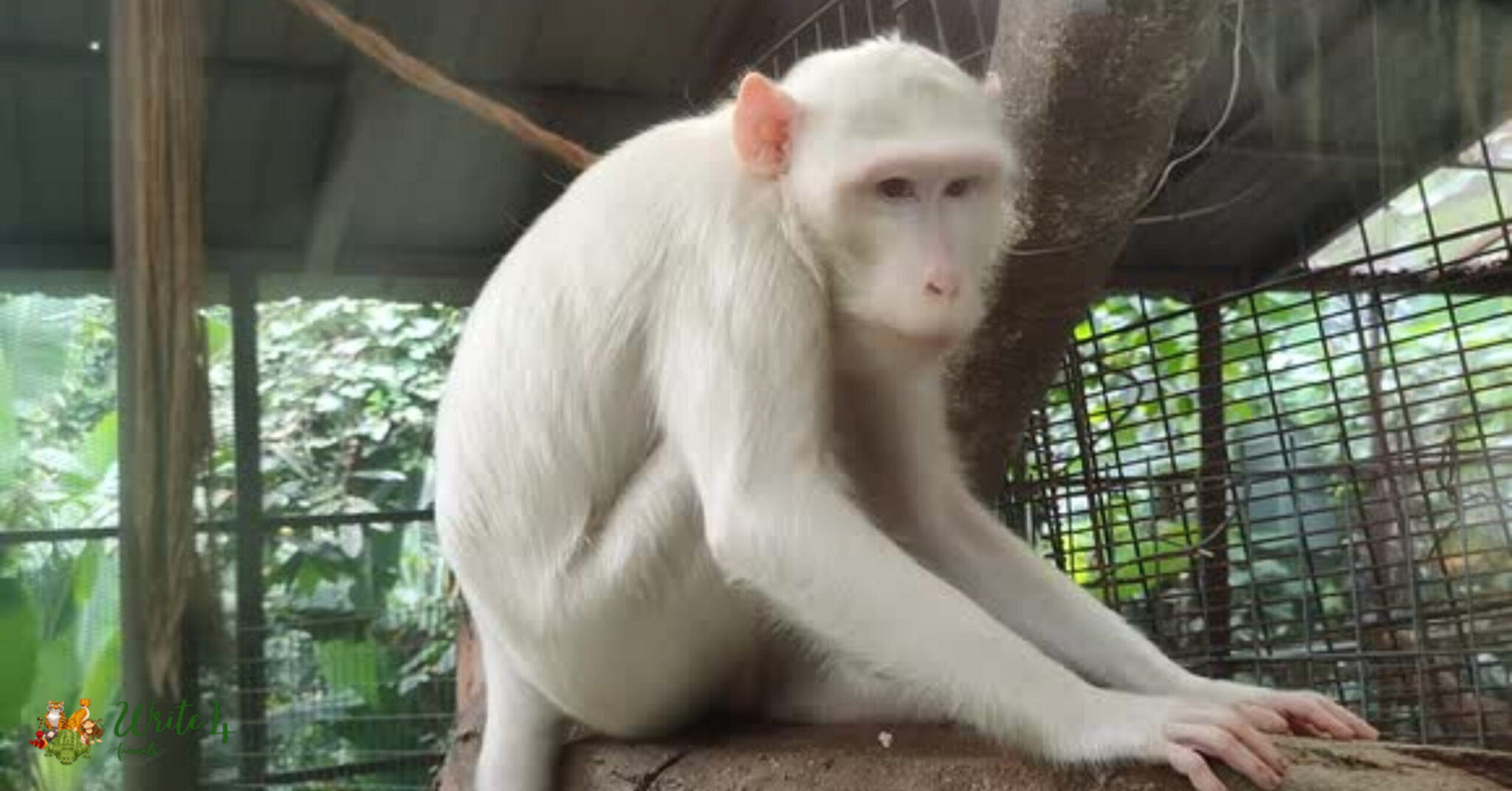 white Albino Monkey