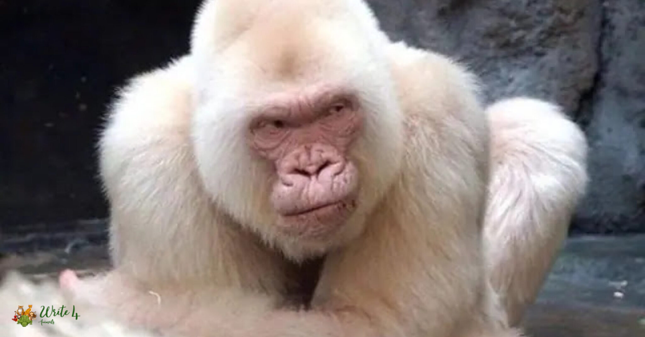 Albino Monkey