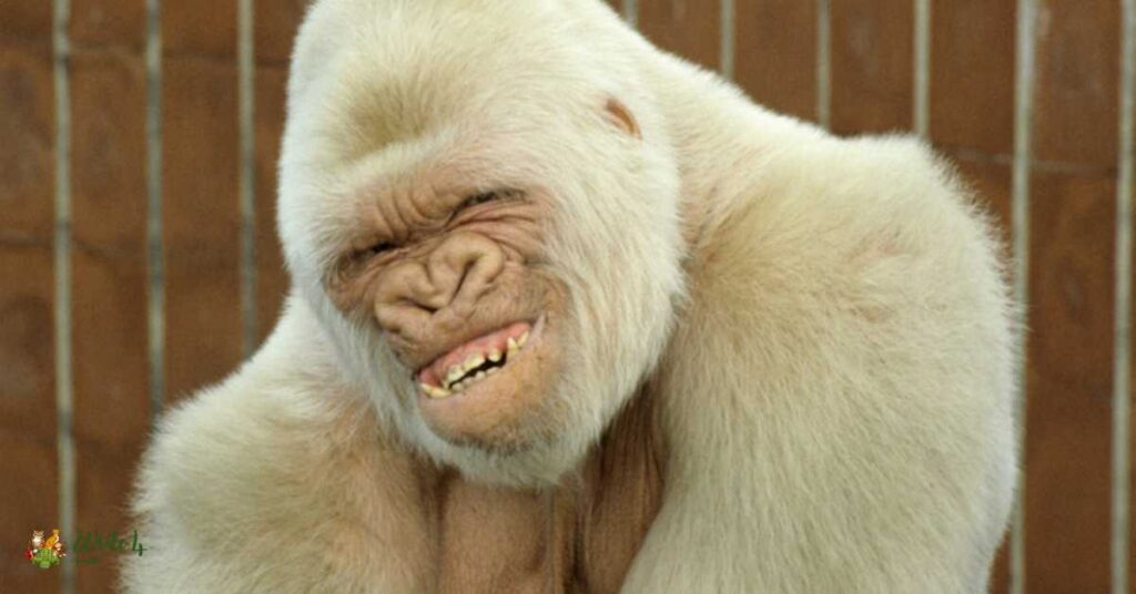 Albino Monkey: worth, Facts and More | albino monkeys lifespan