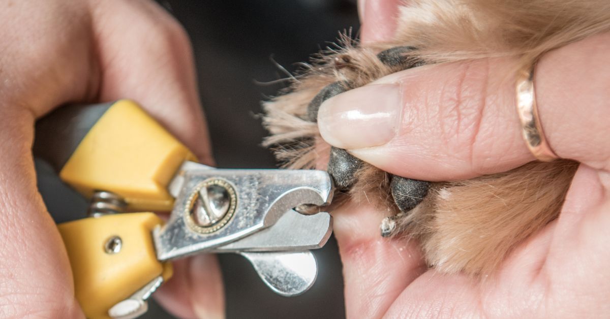 Can You Cut a 3 Week Old Puppies Nails