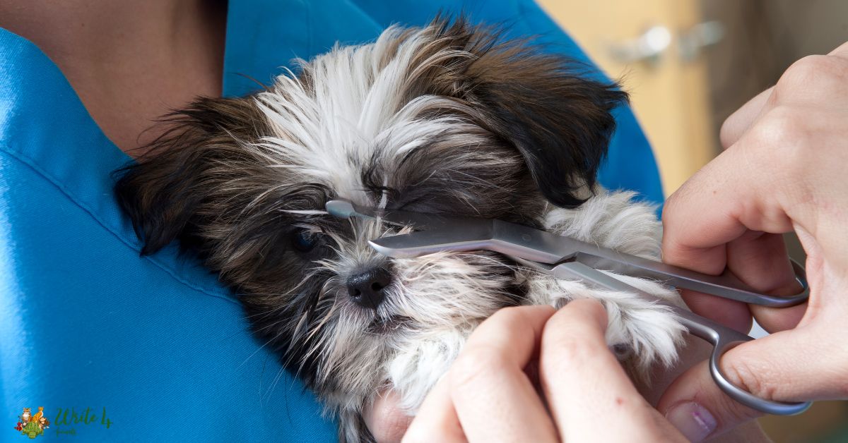Step-by-Step Guide to Trimming 3-Week-Old Puppy Nails