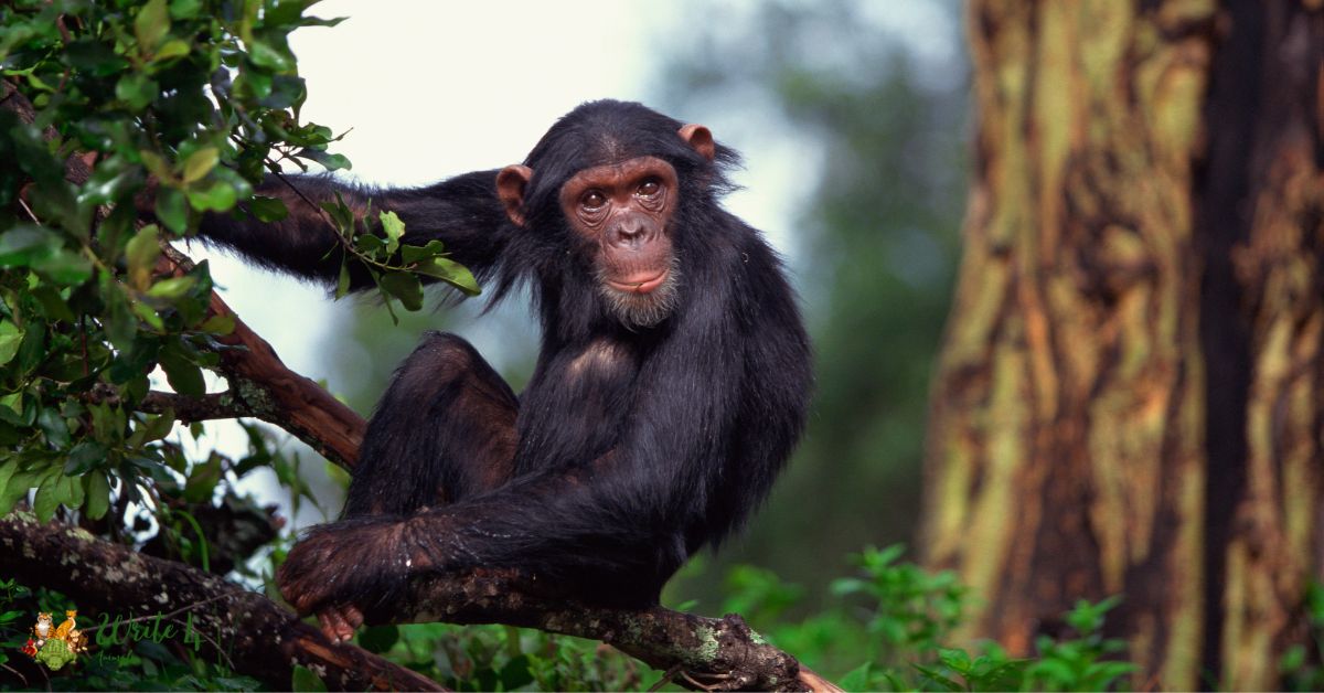 Chimpanzee with Down Syndrome