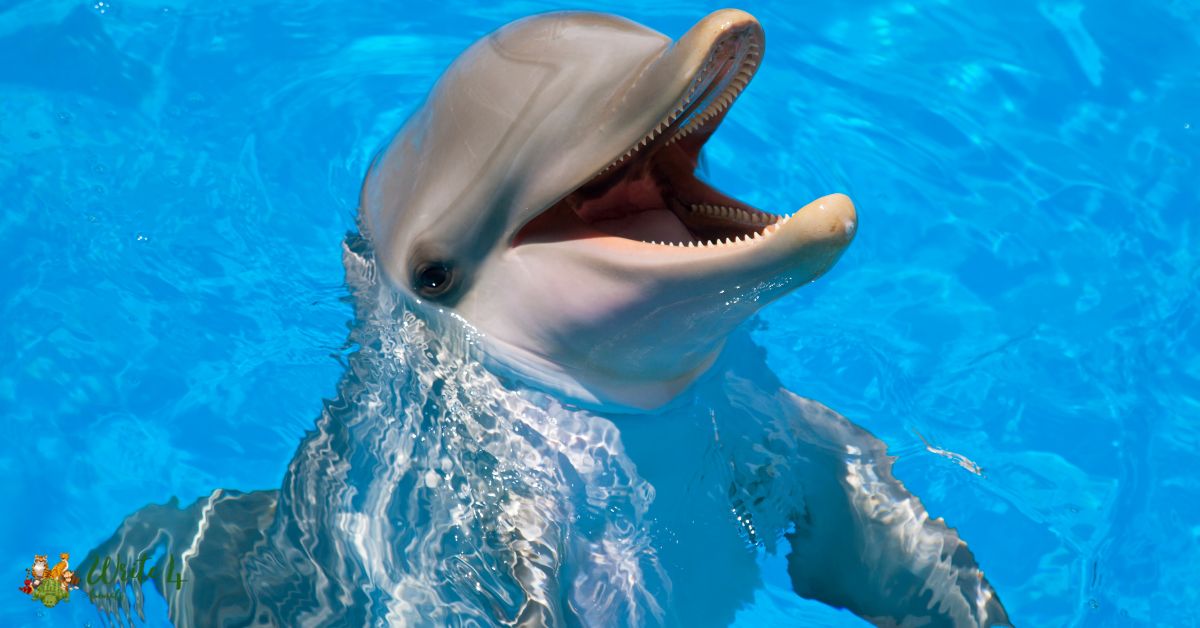 Dolphin with Down Syndrome