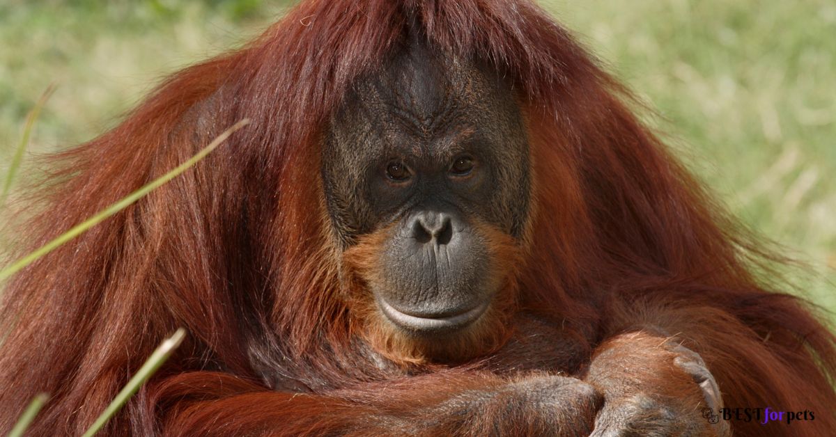 Orangutan with Down Syndrome
