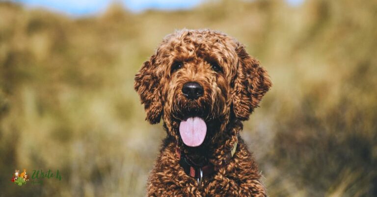 Snickerdoodle dog