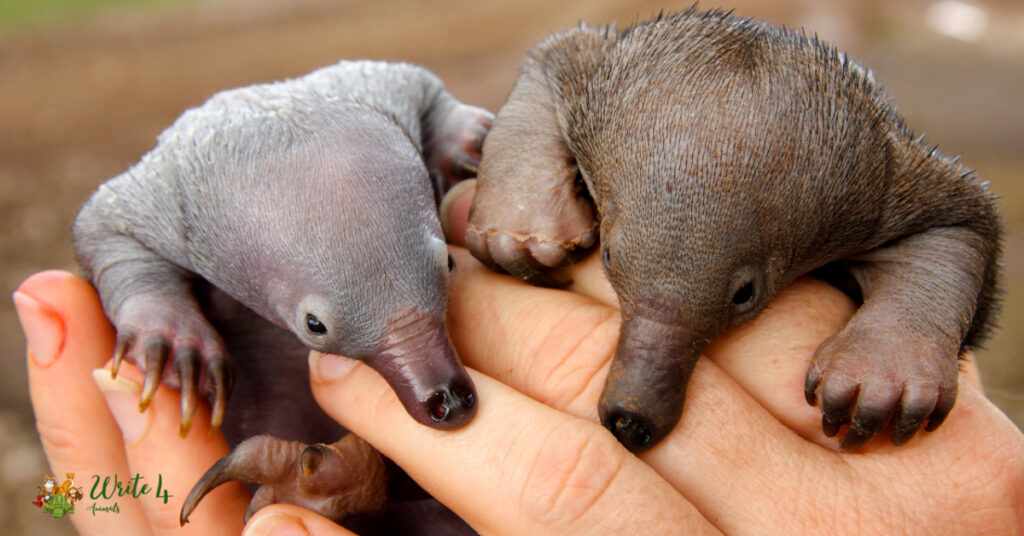 Baby Platypus