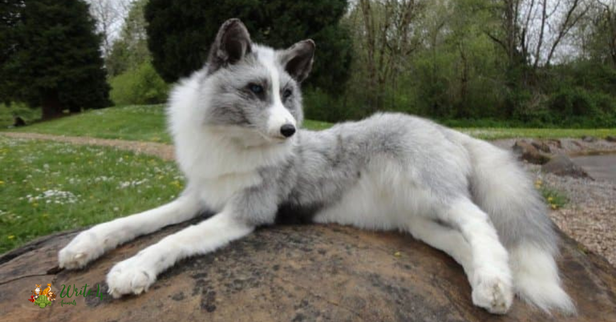 Canadian Marble Fox 