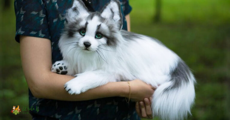 Canadian Marble Fox